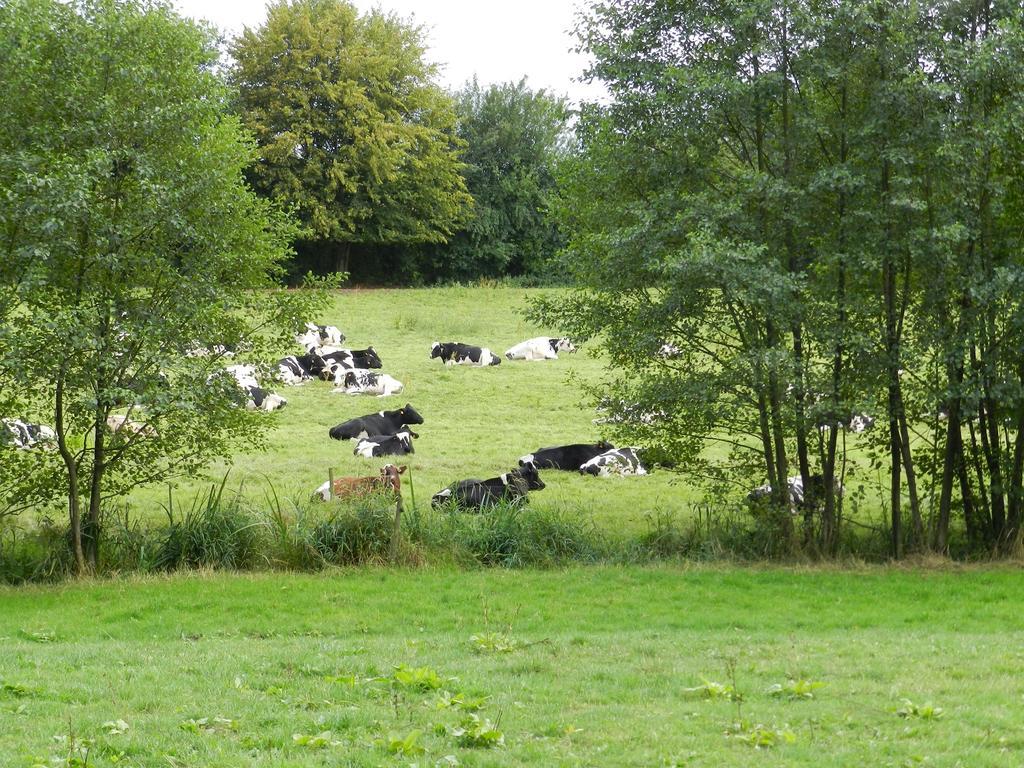 Gite La Grenouillere Esqueheries Exteriör bild